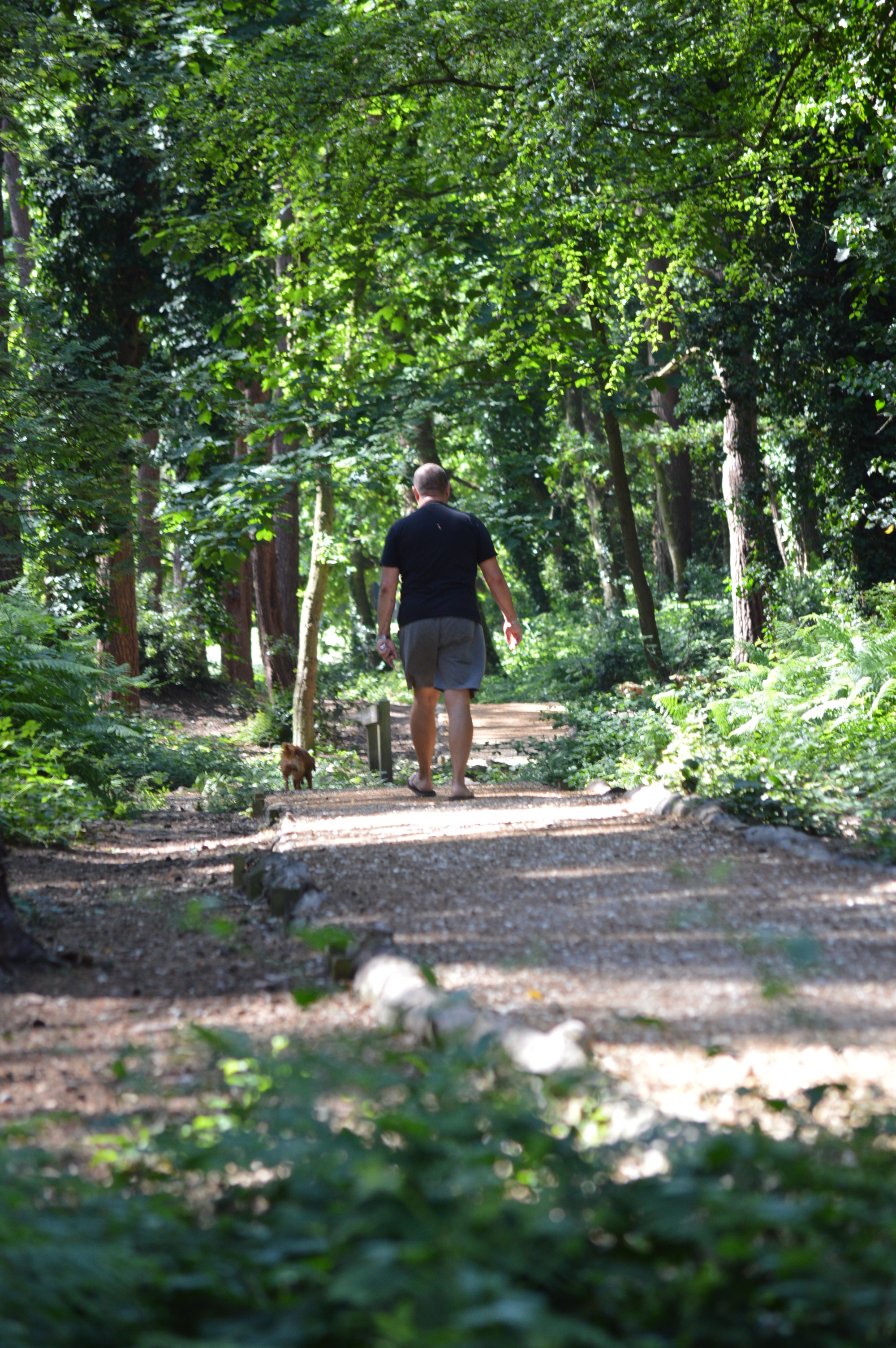 Dog walker on a walking trail walking away from the camera