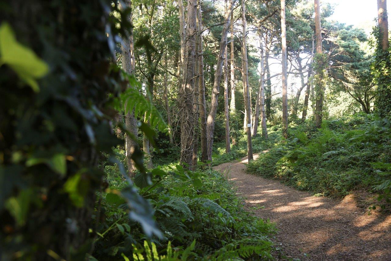 A path running through trees on one of the trails