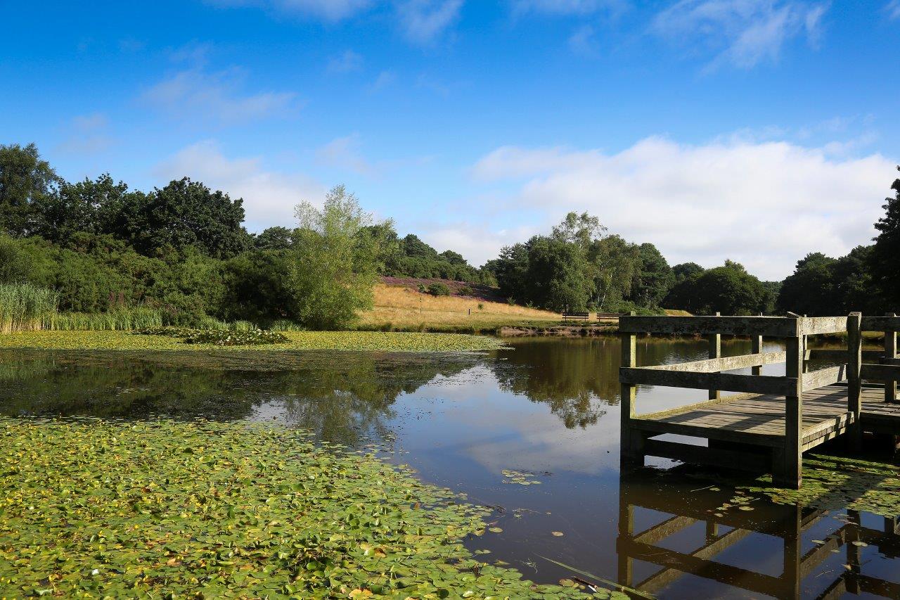 View over a lake with lily pads and a wooden viewing platform in the foreground