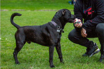 Dog eating doggy ice cream from the pot