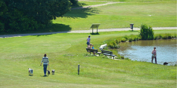 People walking dogs and spending time in the park near the lake